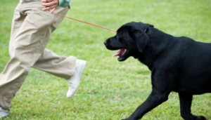 dog training refresher courses AZ
